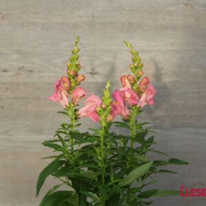 SNAPDRAGON - SNAPTASTIC PINK