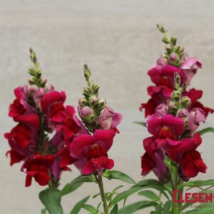 SNAPDRAGON - SNAPTASTIC RED