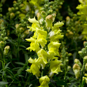 SNAPDRAGON - SNAPTASTIC YELLOW