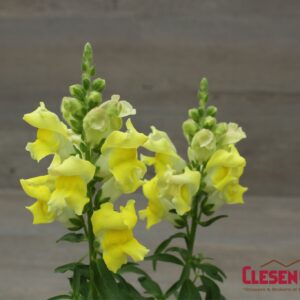 SNAPDRAGON - SNAPTASTIC YELLOW