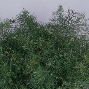 SPRENGERI - ASPARAGUS FERN 4IN