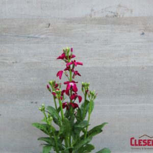 STOCK - HARMONY DEEP ROSE