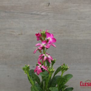 STOCK - HARMONY LIGHT ROSE