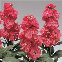 STOCK - HARMONY LIGHT ROSE