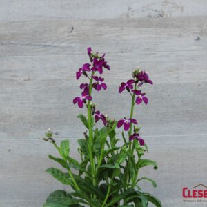 STOCK - HARMONY VIOLET