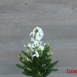 STOCK - HARMONY WHITE
