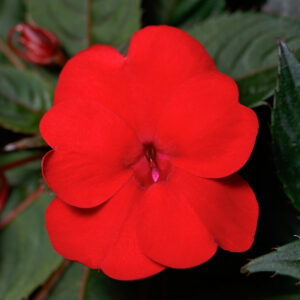 SUNPATIENS - COMPACT DEEP RED