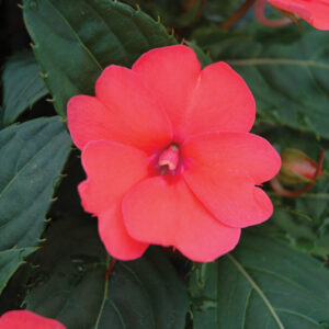 SUNPATIENS - COMPACT DEEP ROSE