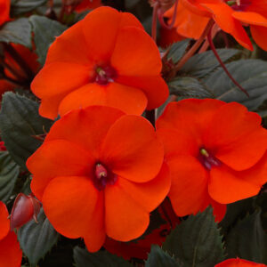 SUNPATIENS - COMPACT HOT CORAL