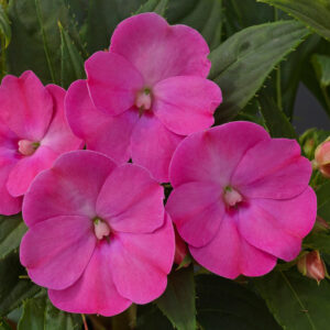 SUNPATIENS - COMPACT LILAC