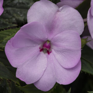 SUNPATIENS - COMPACT ORCHID BLUSH