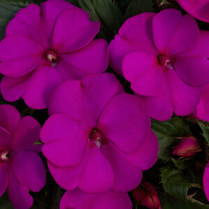 SUNPATIENS - COMPACT PURPLE