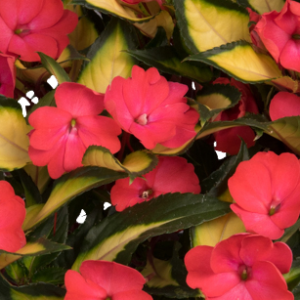 SUNSTANDING JAZZY (VAR. LEAF) CORAL