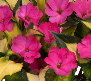 SUNSTANDING JAZZY (VAR. LEAF) HOT PINK