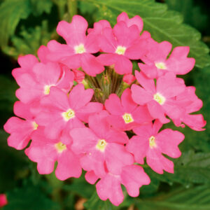 VERBENA - LANAI DEEP PINK
