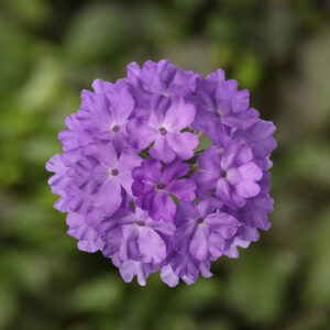 VERBENA - LANAI LILAC