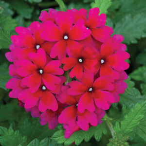 VERBENA - LANAI MAGENTA