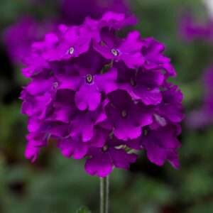 VERBENA - LANAI PURPLE