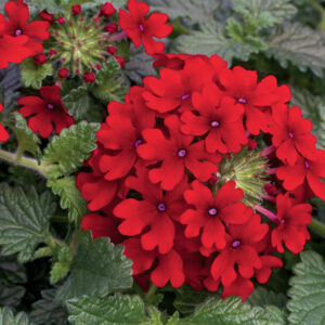 VERBENA - LANAI RED