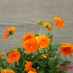 VIOLA - SORBET XP ORANGE