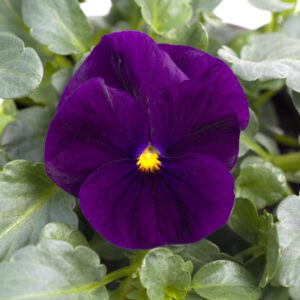 VIOLA - SORBET XP PURPLE