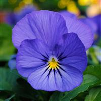 VIOLA - SORBET XP TRUE BLUE
