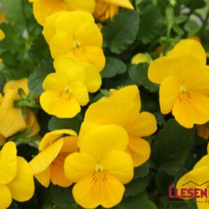 VIOLA - SORBET XP YELLOW