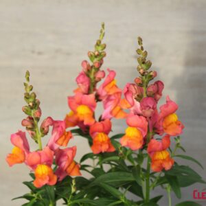 SNAPDRAGON - SNAPTASTIC ORANGE FLAME