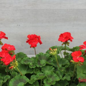 GERANIUM - MAESTRO SASSY DARK 4IN