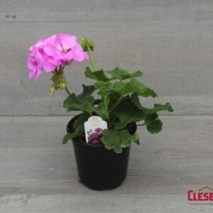 GERANIUM - PATRIOT  LAVENDER BLUE 4IN