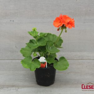 GERANIUM - PATRIOT  ORANGE 4IN