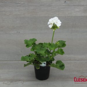GERANIUM - PATRIOT  WHITE 4IN