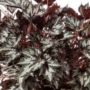 BEGONIA - REX WINTERGREEN