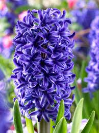 HYACINTH - BLUE (3 BULBS)