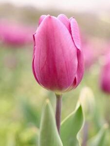 TULIP - DARK PINK (3 BULBS)
