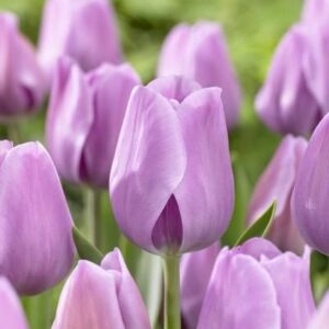TULIP - LAVENDER (6 BULBS)