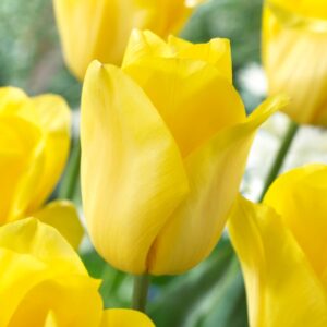 TULIP - YELLOW (6 BULBS)