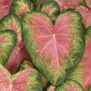 CALADIUM - PINK 6IN