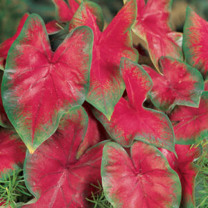 CALADIUM - RED 6IN