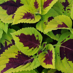 COLEUS - KONG LIME SPRITE