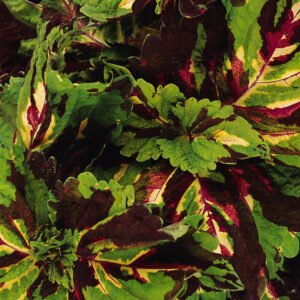COLEUS - KONG MOSIAC