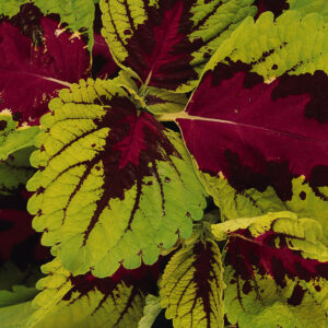 COLEUS - KONG ROSE