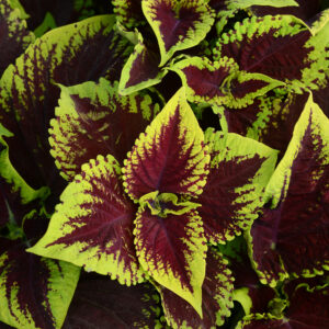 COLEUS - KONG SCARLET