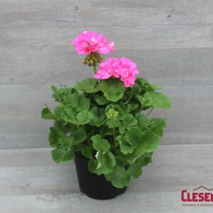 GERANIUM - AMERICANA PINK 6IN