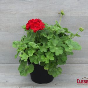 GERANIUM - CALLIOPE DARK RED 6IN