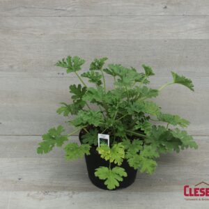 CITRONELLA - GERANIUM 6IN