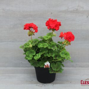 GERANIUM - MAESTRO SASSY DARK 6IN