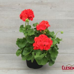GERANIUM - PATRIOT BRIGHT RED 6IN
