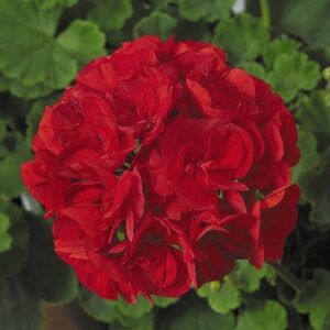 GERANIUM - PATRIOT BRIGHT RED 6IN