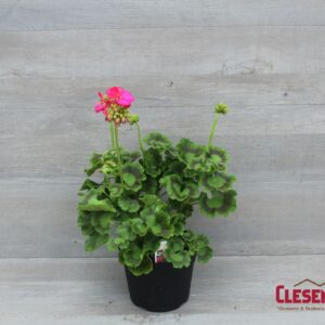 GERANIUM - PATRIOT CHERRY ROSE 6IN